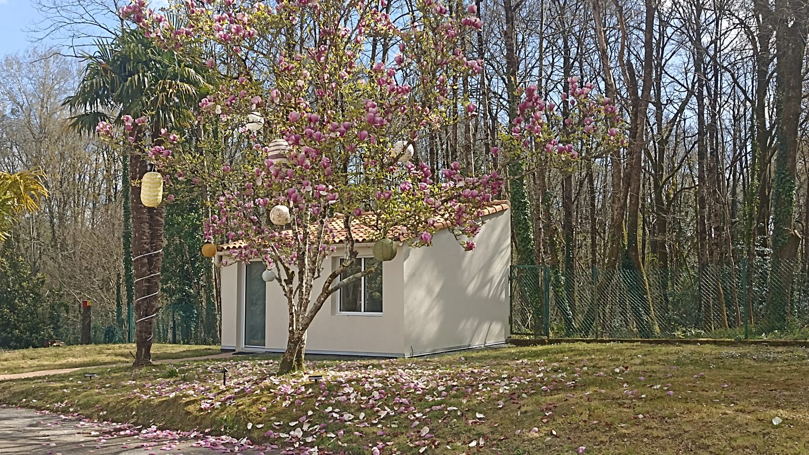 Le studio Yodéga sous le magnolia en fleurs à Sainte-Pazanne